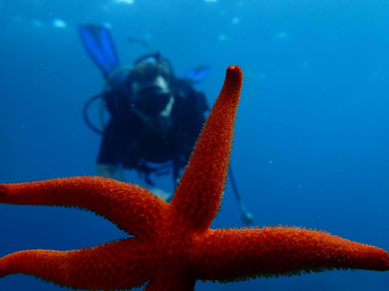 Scuba Diving in Thassos